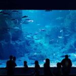 Istanbul: Aquarium Ticket with Shuttle Bus from Sultanahmet - What Do the Reviews Tell Us?