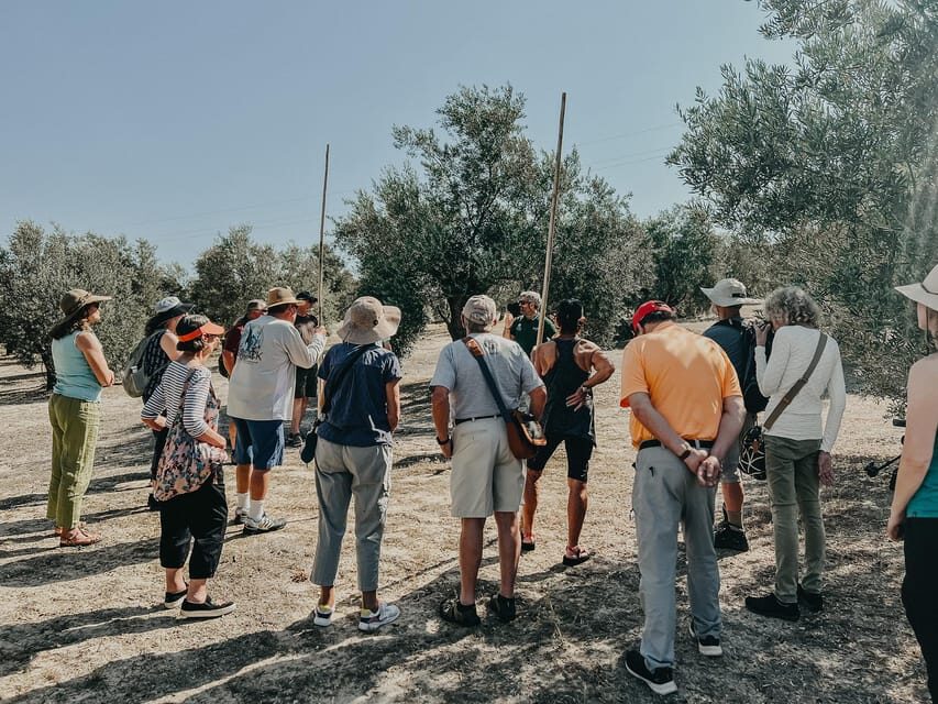 Jaén: Guided Olive Grove Tour - FAQ