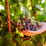 Jeep Safari with Winery Visit & Wine Tasting included - Who Would Love This Tour?