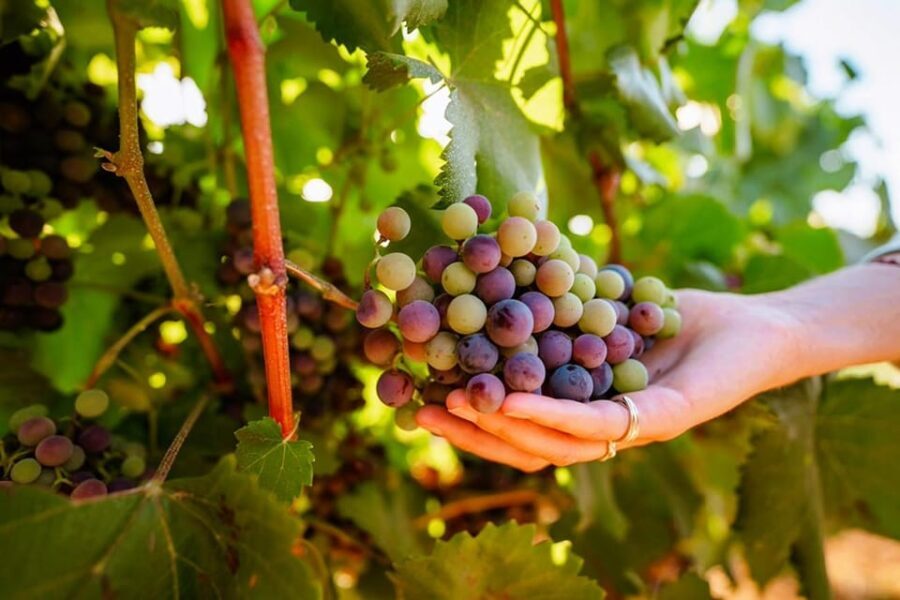 Jeep Safari with Winery Visit & Wine Tasting included - Who Would Love This Tour?