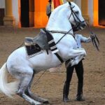 Jerez: Historic center of Jerez and horse show - An In-Depth Look at the Itinerary