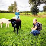 Jettingen-Scheppach: Alpaca hike through the Mindeltal - Why This Tour Is Worth Considering