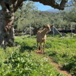 Kalamata: Farm-to-Table Experience with Cooking - The Sum Up