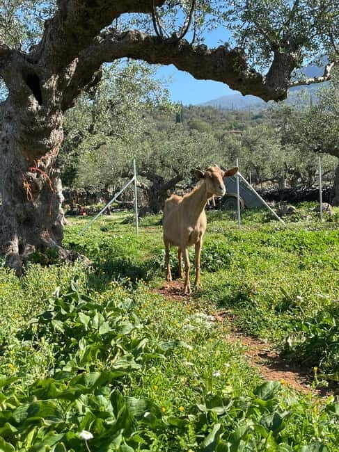 Kalamata: Farm-to-Table Experience with Cooking - The Sum Up