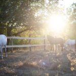 Kastraki: Meteora Sunset Horseback Riding - FAQs