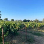 Kavos: Wine Tour & Tasting at a Local Winery - Practical Details & Logistics