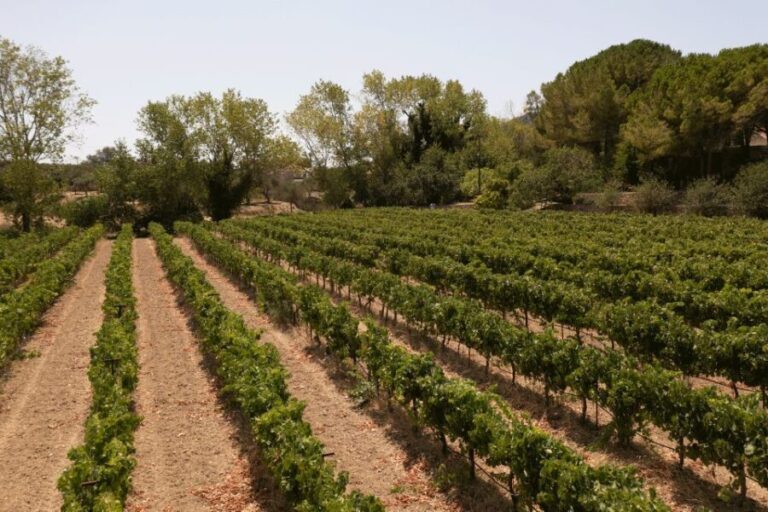 Kefalonia Wine Adventure in 3 Wineries With Tastings - Who Should Consider This Experience?