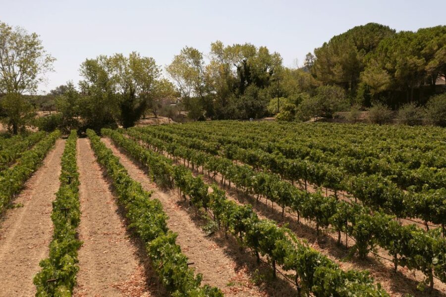 Kefalonia Wine Adventure in 3 Wineries With Tastings - Who Should Consider This Experience?