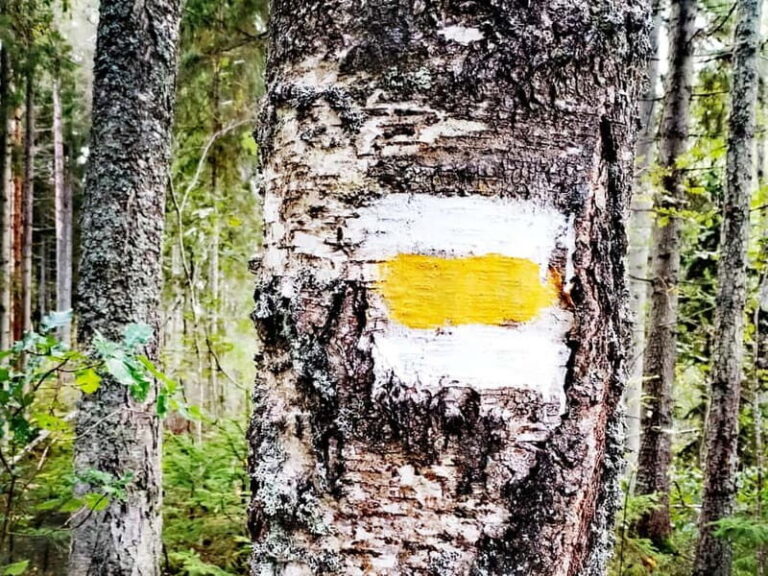 Kemeri National park Hiking trail (16 km) - Why This Tour Offers Real Value