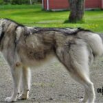 Kemi-Tornio: Husky Farm Visit with Hotel Pickup - summer - A Deep Dive Into the Husky Farm Experience