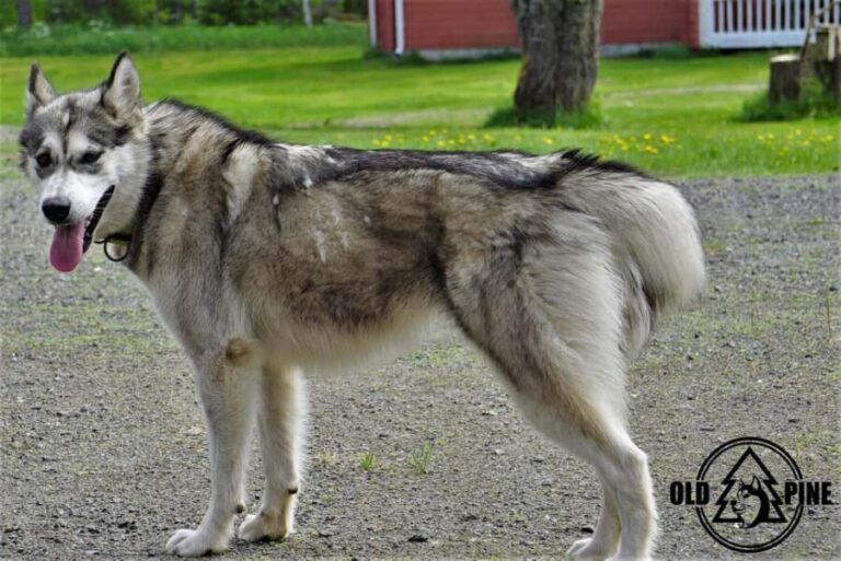 Kemi-Tornio: Husky Farm Visit with Hotel Pickup - summer - A Deep Dive Into the Husky Farm Experience