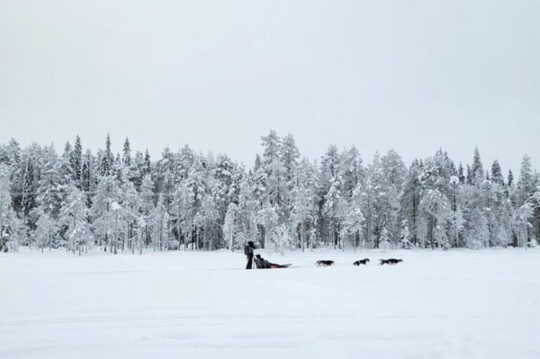 Kemi-Tornio: Husky Sled Ride with Hot Drink - Who Will Love This Tour?