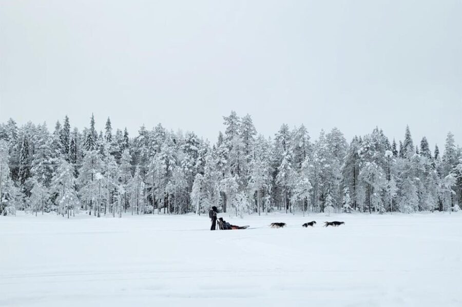 Kemi-Tornio: Husky Sled Ride with Hot Drink - Who Will Love This Tour?