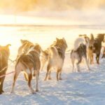 Kemijärvi: Insider 10 km Self-Drive Husky Sledding Adventure - Final Thoughts: Is This the Right Experience for You?