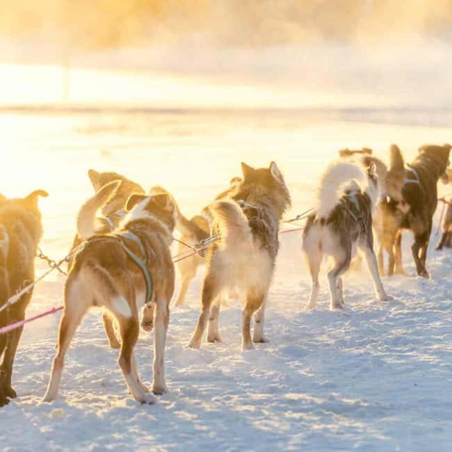 Kemijärvi: Insider 10 km Self-Drive Husky Sledding Adventure - Final Thoughts: Is This the Right Experience for You?
