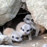 Kent: Eagle Heights Wildlife Foundation Entry Ticket - Why This Experience Offers Good Value