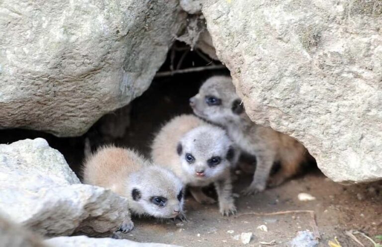 Kent: Eagle Heights Wildlife Foundation Entry Ticket - Why This Experience Offers Good Value