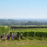 Kent: Yotes Court Vineyard Tour and Tasting - Practical Details & Value Considerations
