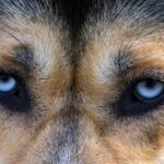 Kiruna: Husky Sled Ride with Traditional Lunch - Practical Considerations and Tips