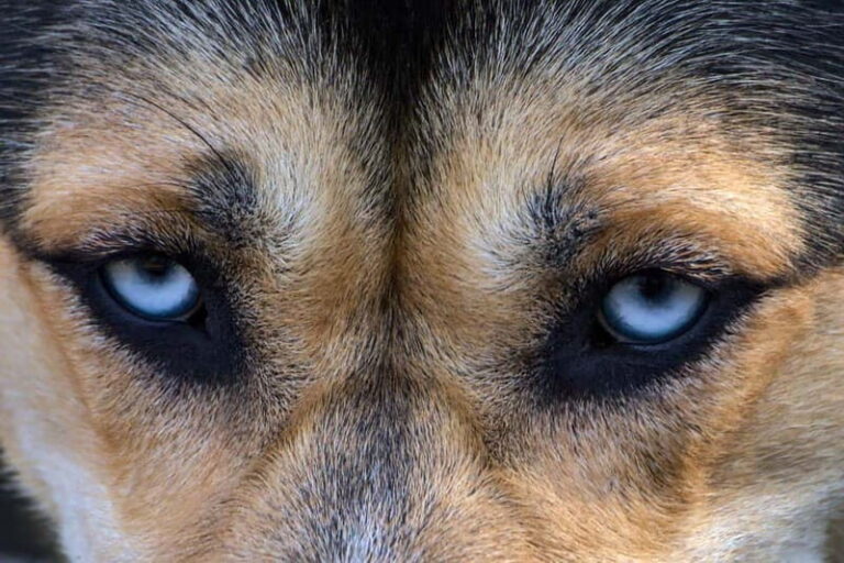 Kiruna: Husky Sled Ride with Traditional Lunch - Practical Considerations and Tips