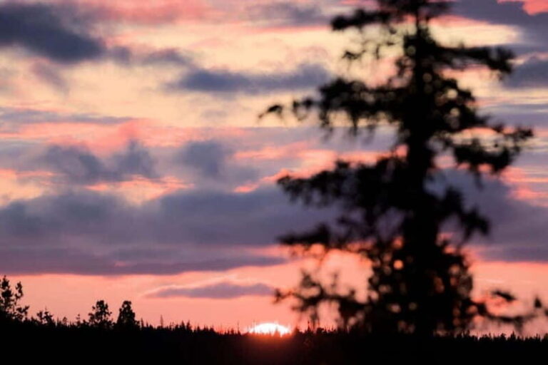 Kiruna: Northern Lights Dog Sled Tour with Swedish Fika - What Makes This Tour Stand Out