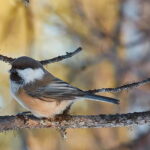 Kiruna: Wildlife and nature photography - Who Should Book This Tour?