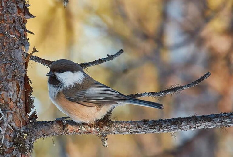 Kiruna: Wildlife and nature photography - Who Should Book This Tour?