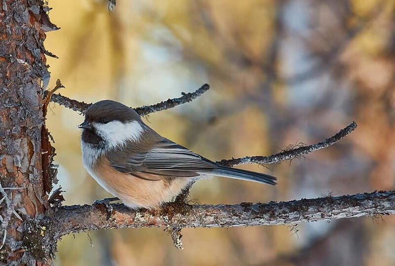 Kiruna: Wildlife and nature photography - Who Should Book This Tour?