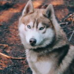 Kittilä / Levi: Husky Farm Guided Tour - Detailed Breakdown of the Itinerary