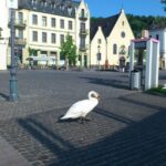 Koblenz: Private Guided Walking Tour - Value for Money and Practical Details