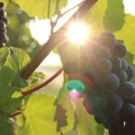 Korcula & Peljesac Wine Tasting Group Tour from Dubrovnik - Practical Details and What to Expect