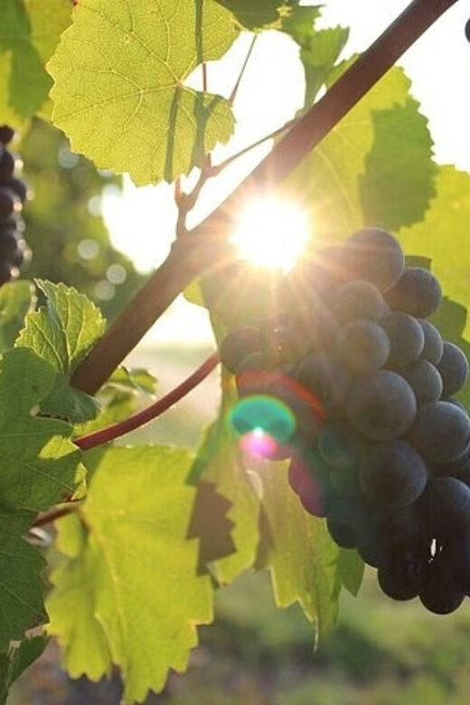 Korcula & Peljesac Wine Tasting Group Tour from Dubrovnik - Practical Details and What to Expect