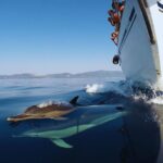Kos: Small Group Full-Day Sailing with Meal, Drinks, & Swim - The Details That Matter