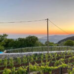 Kotor & Wine: Tasting the Charms Beneath Mount Lovcen - Discovering Kotors Historic Heart