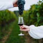 Krakow: Vineyard Tour with Wine Tasting and Dinner - Who Will Love This Tour?