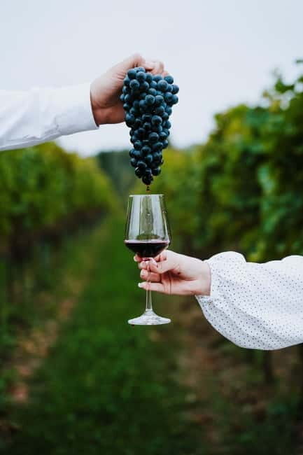 Krakow: Vineyard Tour with Wine Tasting and Dinner - Who Will Love This Tour?