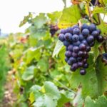 Krakow Wine Tasting Private Tour with Wine Expert - The Guide and the Experience