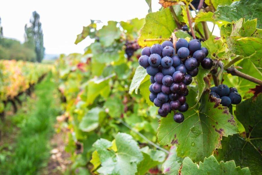 Krakow Wine Tasting Private Tour with Wine Expert - The Guide and the Experience