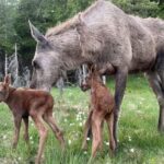 Kristiansand: Guided Bus Tour and Moose Park Experience - What’s Included and What’s Not