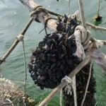 Ksamil Sailing & Mussel Tasting Experience - Final Thoughts: Is It Worth It?