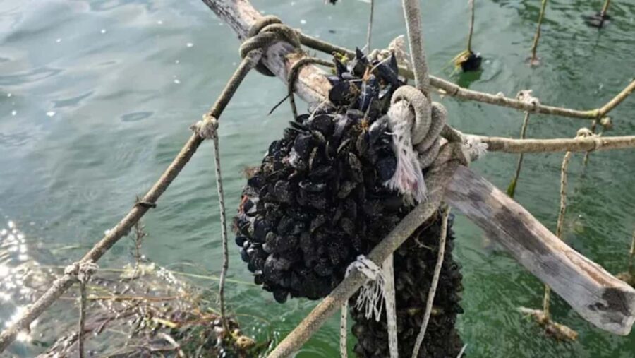 Ksamil Sailing & Mussel Tasting Experience - Final Thoughts: Is It Worth It?