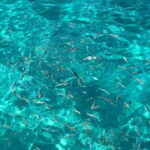 Kusadasi: Aegean Sea Boat Tour with Lunch - An Easy Start to Your Day