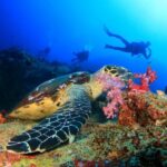 Kusadasi: Scuba Diving for Beginners w/Lunch & Transfer - Potential Drawbacks or Considerations