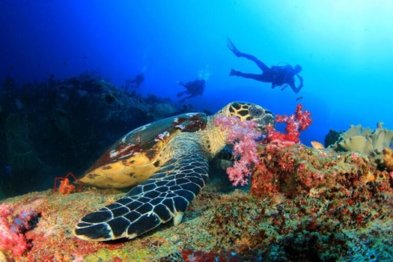 Kusadasi: Scuba Diving for Beginners w/Lunch & Transfer - Potential Drawbacks or Considerations