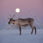 Kuusamo: Reindeer Farm Visit - The Itinerary in Detail: What You’ll Experience