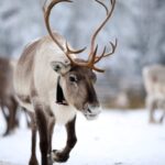 Kuusamo: Reindeer Sleigh Ride and Farm Visit - The Sum Up
