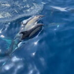 La Herradura: Sailing with a view of dolphins - Why This Tour Offers Real Value