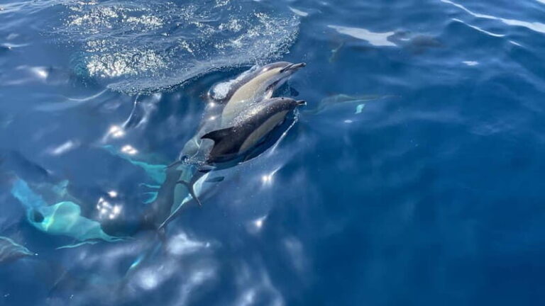 La Herradura: Sailing with a view of dolphins - Why This Tour Offers Real Value