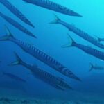 La Maddalena Archipelago & Lavezzi: Adventure Dives trip - Discovering Lavezzi: First Dive Site