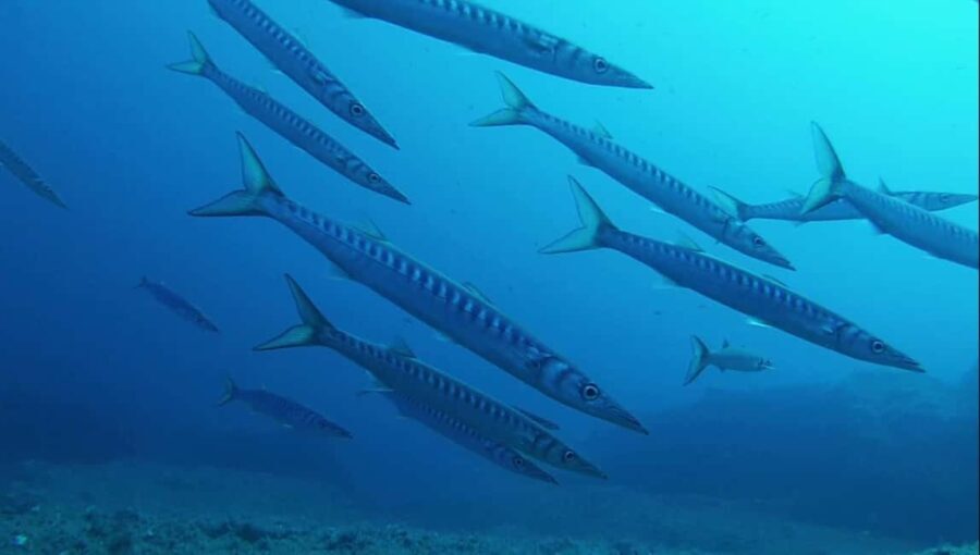 La Maddalena Archipelago & Lavezzi: Adventure Dives trip - Discovering Lavezzi: First Dive Site